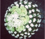 Coroana Liliac, Anthurium, Crizanteme
