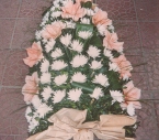 Jerba Crizanteme, Amaryllis