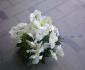 imagine 2 aranjament masa phalaenopsis, amarylis alb,santini verde 204