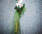 imagine 3 lumanare botez orhidee phalaenopsis 84